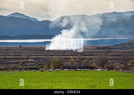 Paysage rural avec des moutons à lacs de Prespes dans le nord de la Grèce Banque D'Images