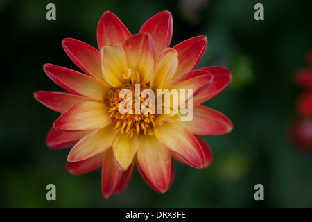 Grandes fleurs de couleur jaune et rouge Banque D'Images