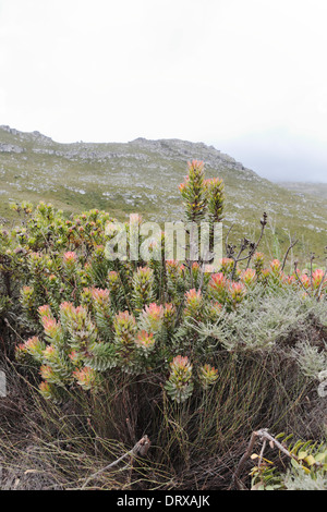 Mimetes floraison espèces dans l'habitat sur les rives de la rivière près de Palmiet Kleinmond, Afrique du Sud Banque D'Images