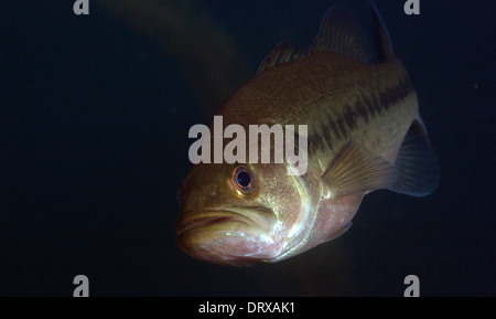 Un achigan à grande bouche (Micropterus salmoides) dans un lac du Connecticut. Banque D'Images