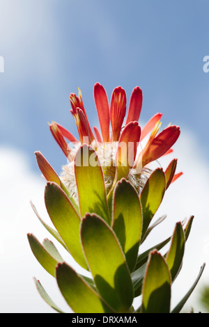 Mimetes floraison espèces dans l'habitat sur les rives de la rivière près de Palmiet Kleinmond, Afrique du Sud Banque D'Images