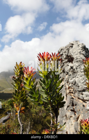 Mimetes bush en fleur, dans l'habitat sur les rives de la rivière près de Palmiet Kleinmond, Afrique du Sud Banque D'Images