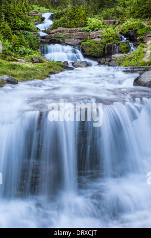 Cascades de déjeuner le long du ruisseau allant au soleil route près de Logan Pass ; le Glacier National Park, Montana. Banque D'Images