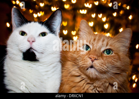 Deux chats le jour de la Saint-Valentin Banque D'Images