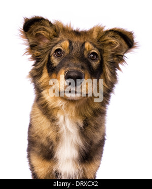 Cute puppy dog mix berger head shot avec joints toriques yeux ronds isolated on white Banque D'Images