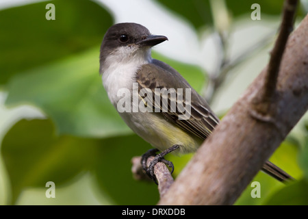 La caouanne Tyran tritri (Tyrannus caudifasciatus) Banque D'Images