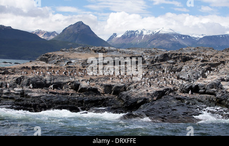 Un grand groupe de cormorans se rassembleront sur une formation rocheuse dans le canal de Beagle près de Ushuaia Banque D'Images