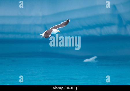 Kelp Gull voler parmi des icebergs dans les eaux de l'Antarctique Banque D'Images