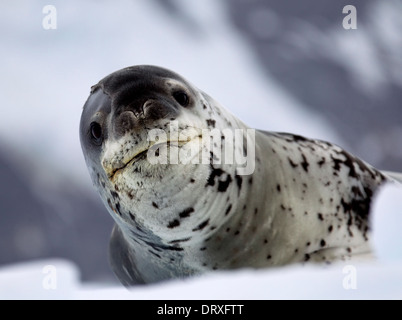Leopard Seal reposant sur la banquise Banque D'Images