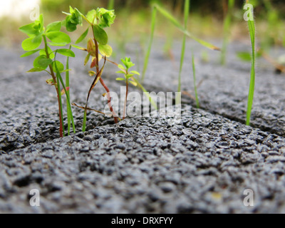 Les mauvaises herbes sur la masse de béton décousu Banque D'Images