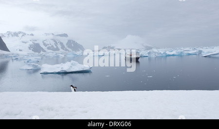 Le solitaire - Penguin Gentoo pingouin marchant devant bateau amarré dans les eaux de l'Antarctique Banque D'Images