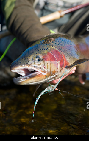 Tenant un grand pêcheur à la truite arc-en-ciel pris spey casting dans une rivière dans le Nord de l'Ontario, Canada Banque D'Images