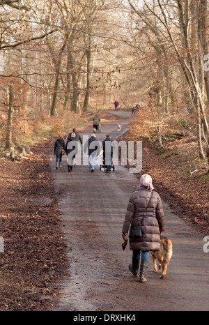 Les gens de promener le chien, à Burnham Beeches woods, Burnham, Buckinghamshire UK Banque D'Images