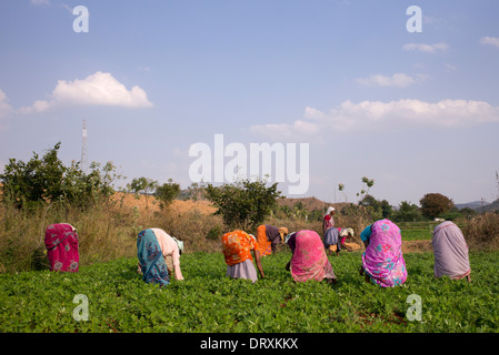 Les femmes indiennes qui labourent le sol dur dans un champ de plantes d'arachide. L'Andhra Pradesh, Inde Banque D'Images