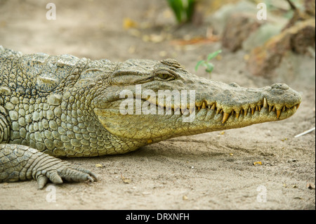 Crocodile du Nil, Crocodylus niloticus à Katchikally Crocodile sacré, piscine, Bakau Banjul, Gambie Banque D'Images