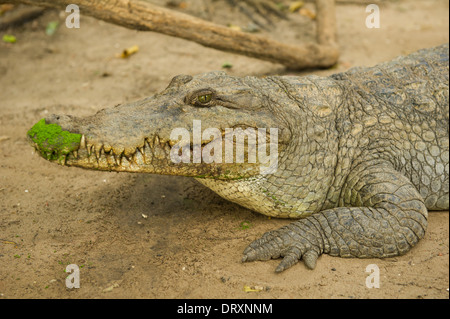 Crocodile du Nil, Crocodylus niloticus à Katchikally Crocodile sacré, piscine, Bakau Banjul, Gambie Banque D'Images