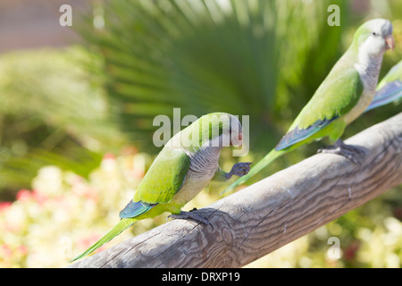 Perruche moine (Myiopsitta monachus) perché sur un post Banque D'Images