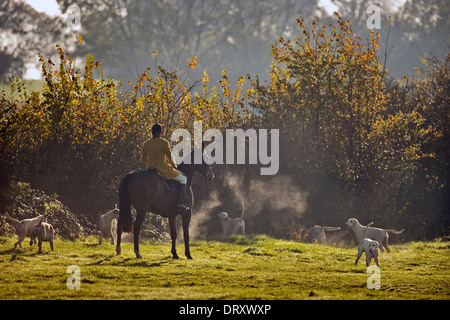 Un chasseur avec le Berkeley Hunt rassemble ses chiens lors d'une réunion de novembre au Ham Gloucestershire UK Banque D'Images