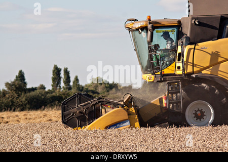 New Holland CX8090 à la moissonneuse-batteuse au travail Banque D'Images