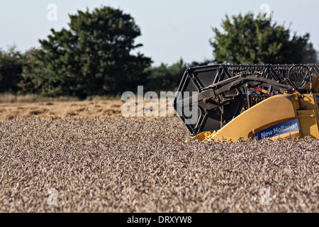 New Holland CX8090 à la moissonneuse-batteuse au travail Banque D'Images