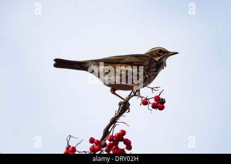 Redwing (Turdus iliacus) perché sur une branche avec red berrys Banque D'Images