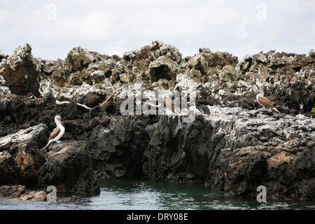 Blue Pieds rouges et des pingouins sur l'île Isabela, Galapagos. Banque D'Images