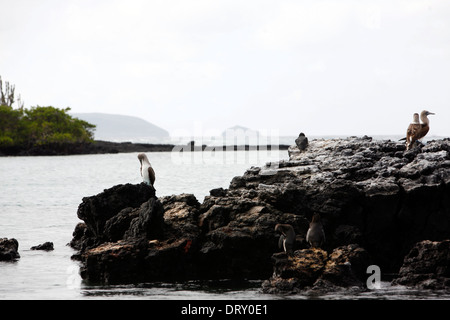 Blue Pieds rouges et des pingouins sur l'île Isabela, Galapagos. Banque D'Images