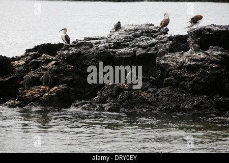 Blue Pieds rouges et des pingouins sur l'île Isabela, Galapagos. Banque D'Images