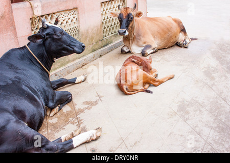 Vaches dans la rue en Inde, l'Asie Banque D'Images