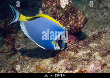 Poisson Chirurgien bleu poudre (Acanthurus leucosternon), se nourrissant d'algues sur la roche de corail. La mer d'Andaman, en Thaïlande. Banque D'Images