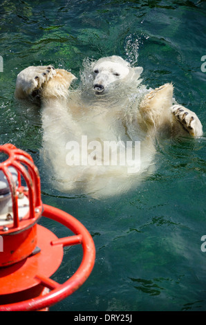 L'ours polaire (Ursus maritimus) est un carnivore dont l'aire de répartition de l'ours se trouve en grande partie dans le Cercle Arctique Banque D'Images