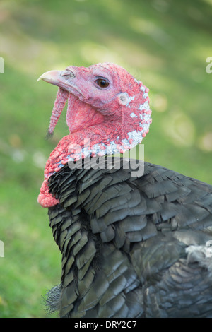 La Turquie est un grand oiseau dans le genre Meleagris, originaire de l'Amérique. Banque D'Images