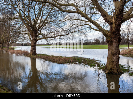Old Deer Park est inondé et sous l'eau après de fortes pluies d'hiver - Richmond upon Thames, Surrey, UK Banque D'Images
