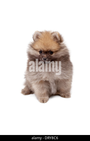 Chiot Pomeranian à l'âge de 2 mois isolé sur fond blanc Banque D'Images