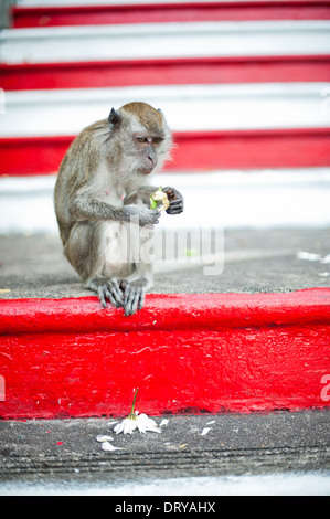 Monkey manger une fleur sur les étapes menant à la Batu Caves, Malaisie Banque D'Images