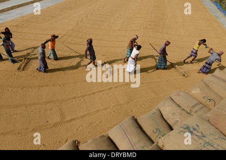 Le BANGLADESH, petit moulin à riz Tangail près de Kalihati, travailleur tourner paddy pour le séchage au soleil Banque D'Images