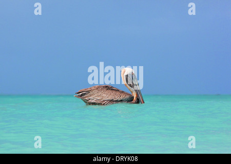 Pélican brun (Pelecanus occidentalis carolinensis) de l'Archipel de Los Roques Parc National, le Venezuela. Banque D'Images