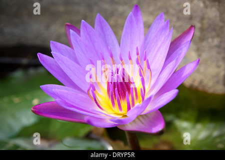 Purple water lily Banque D'Images