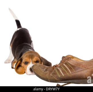 Sept semaines adorable petit chiot beagle à curieux à une vieille chaussure Banque D'Images