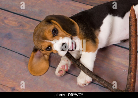 Sept semaines adorable petit chiot beagle à mâcher sur un bâton Banque D'Images