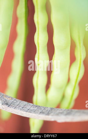 Le haricot commun (Phaseolus vulgaris) croissant dans jardin Banque D'Images