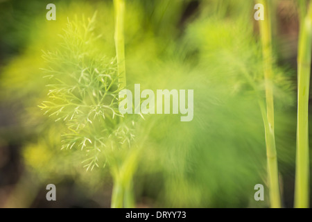 Gros plan du cultivés bio aneth (Anethum graveolens) growing in garden Banque D'Images