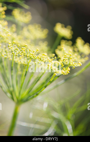 Plan Macro sur la floraison des plantes de fenouil (Foeniculum vulgare) Banque D'Images