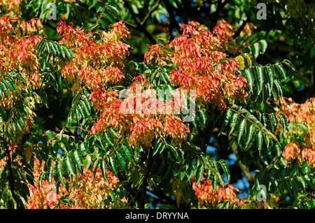 Arbre du Ciel (Ailanthus altissima) Banque D'Images