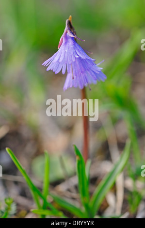 Snowbell alpin (Soldanella alpina), parc national de Berchtesgaden, en Bavière, Allemagne Banque D'Images