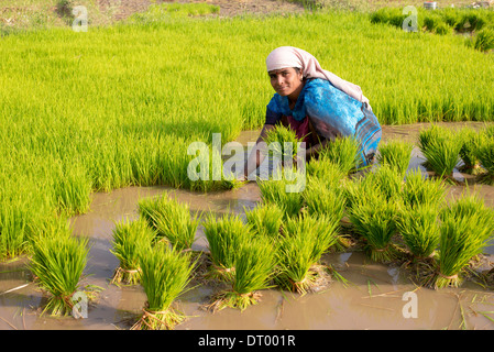 Indian Woman picking de nouveaux plants de riz en préparation pour la plantation d'une nouvelle rizière. L'Andhra Pradesh. L'Inde Banque D'Images