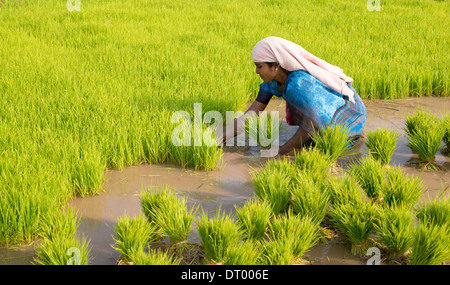 Indian Woman picking de nouveaux plants de riz en préparation pour la plantation d'une nouvelle rizière. L'Andhra Pradesh. L'Inde Banque D'Images