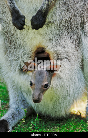 Red-necked Wallaby Bennetts ou Wallaby (Macropus rufogriseus), Joey Banque D'Images