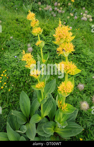 Gentiana lutea (Gentiane jaune grande), France, Auvergne, Plomb du Cantal près du sommet Banque D'Images