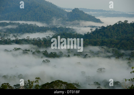 La brume couvrant la vallée, vallée de Danum, Sabah, Bornéo, Malaisie Orientale Banque D'Images